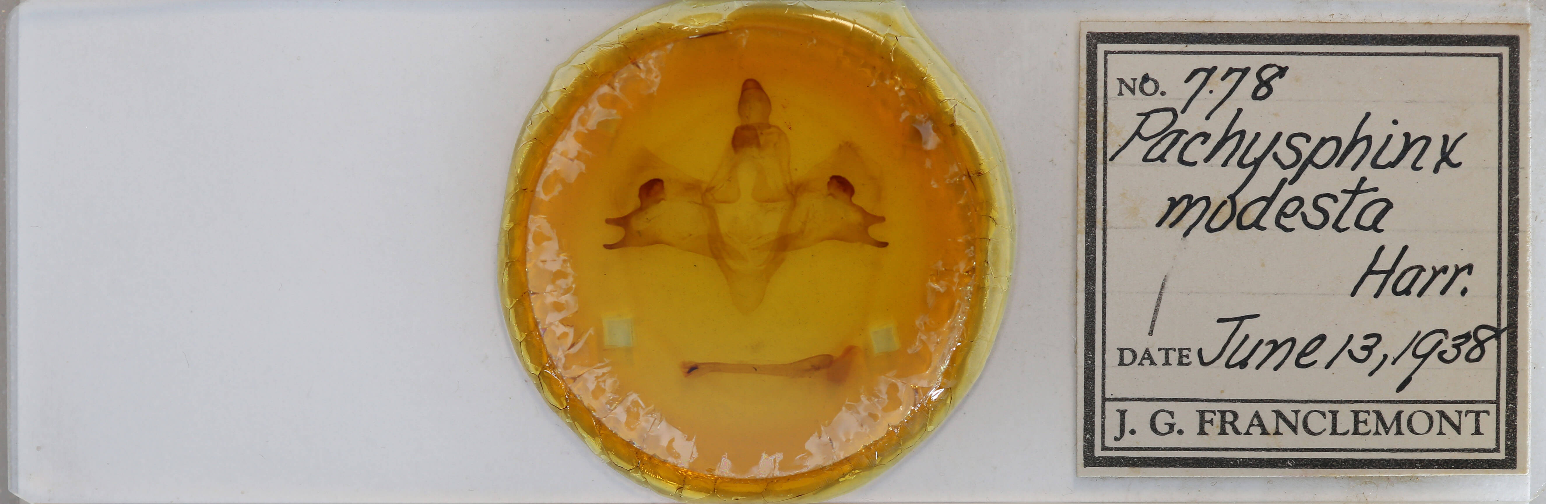 slide view of adult Pachysphinx modesta