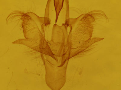 genitalia view of adult Paectes oculatrix