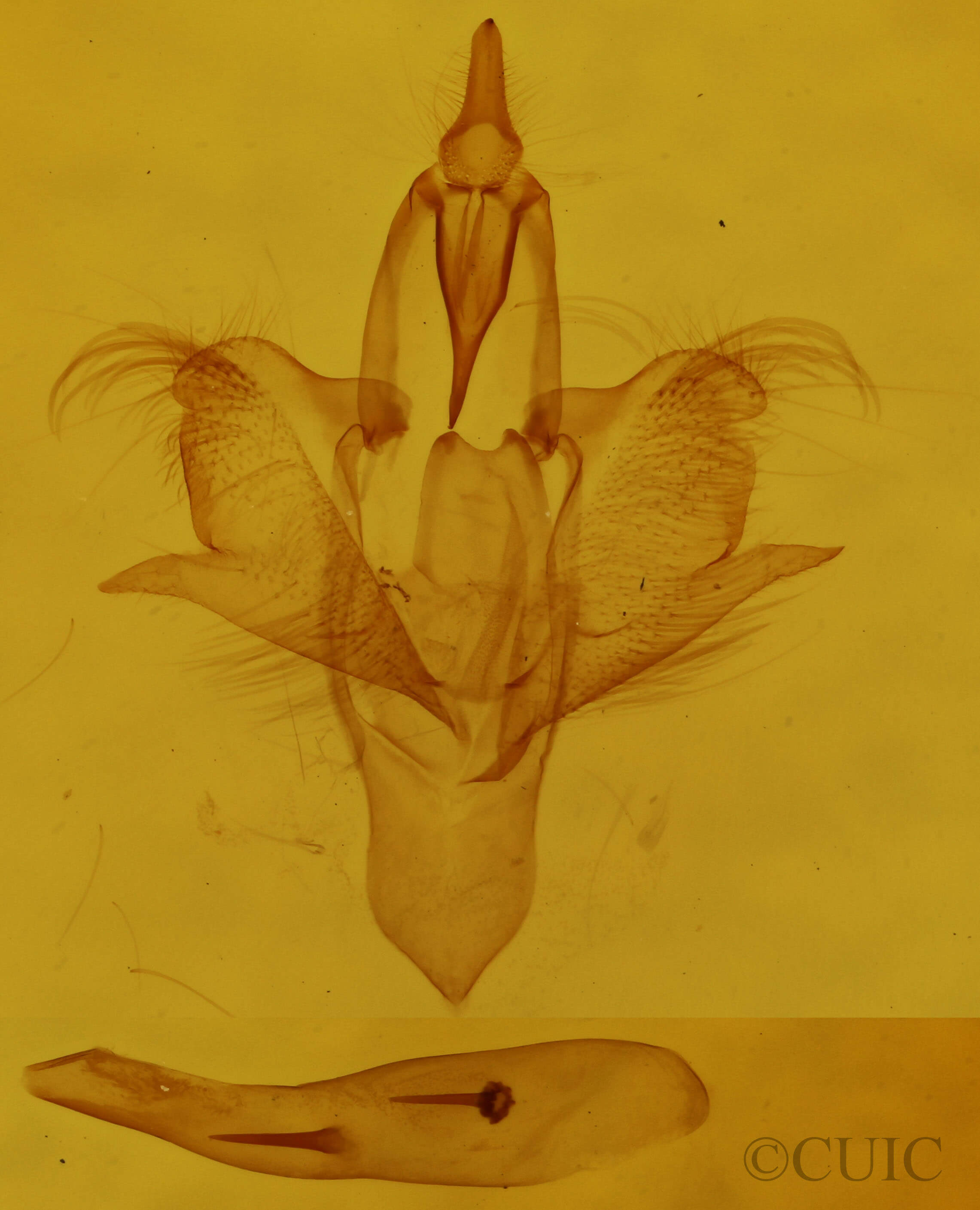 genitalia view of adult Paectes oculatrix