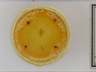 slide view of adult Paectes oculatrix