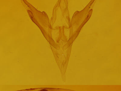 genitalia view of adult Palthis asopialis