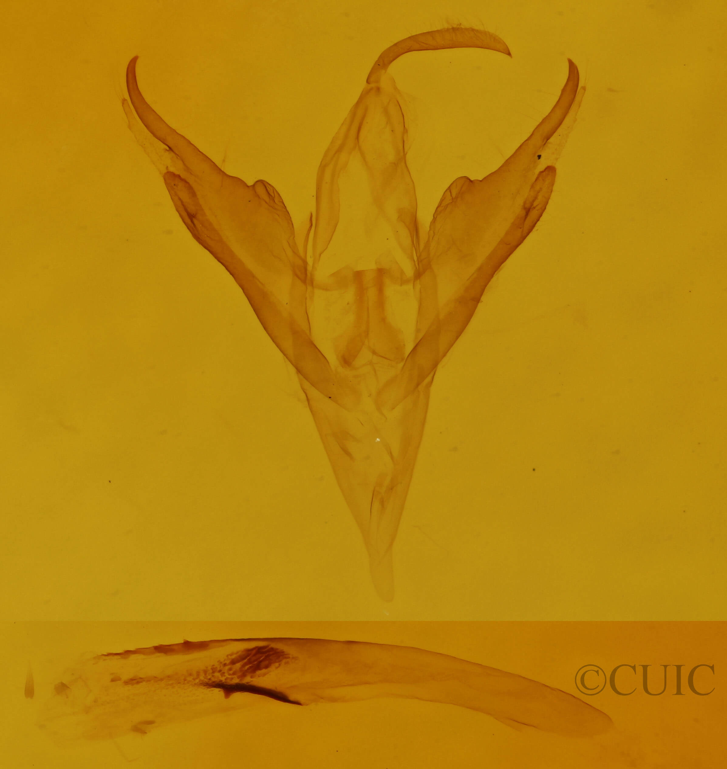 genitalia view of adult Palthis asopialis