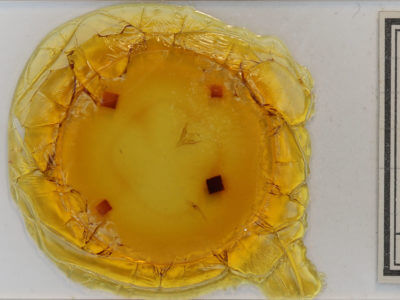 slide view of adult Palthis asopialis