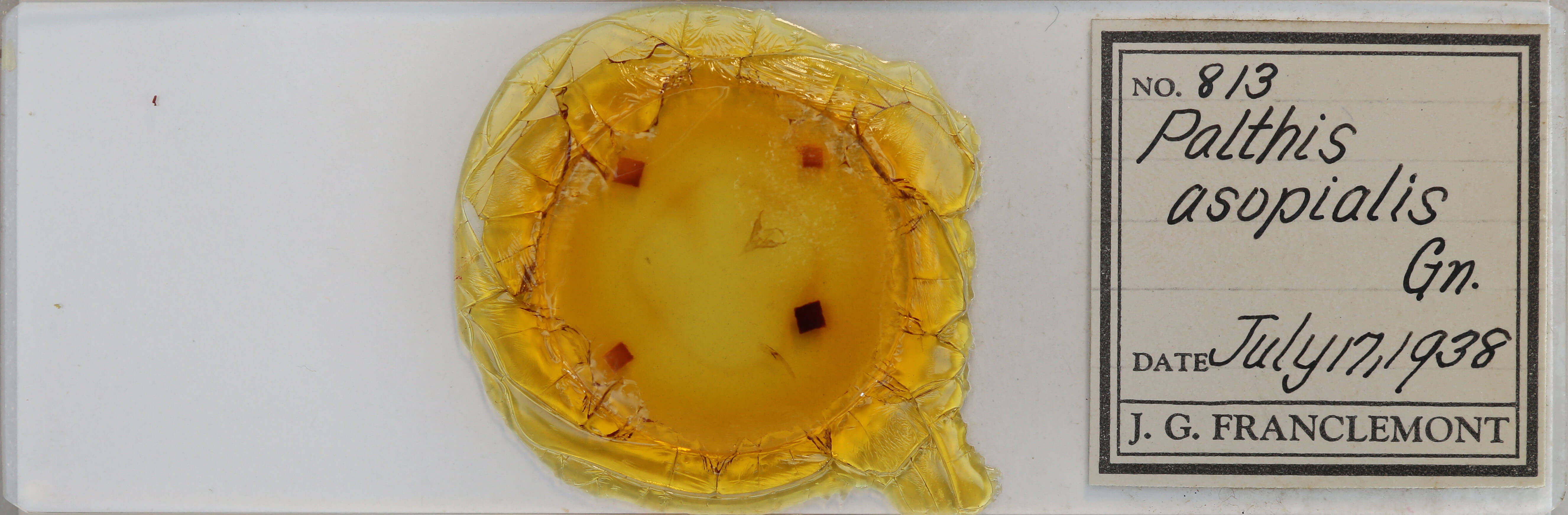 slide view of adult Palthis asopialis