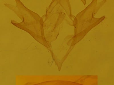 genitalia view of adult Palthis angulalis