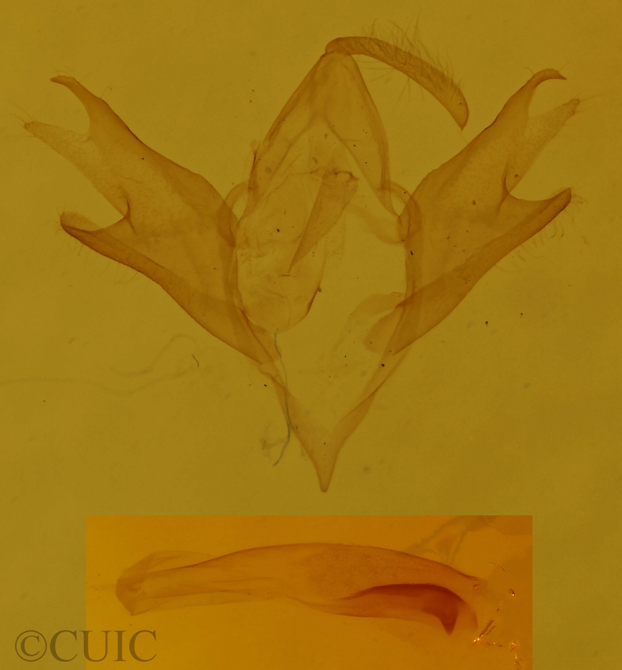 genitalia view of adult Palthis angulalis