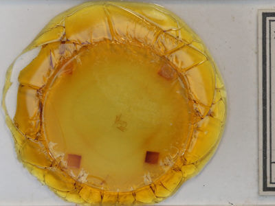 slide view of adult Palthis angulalis