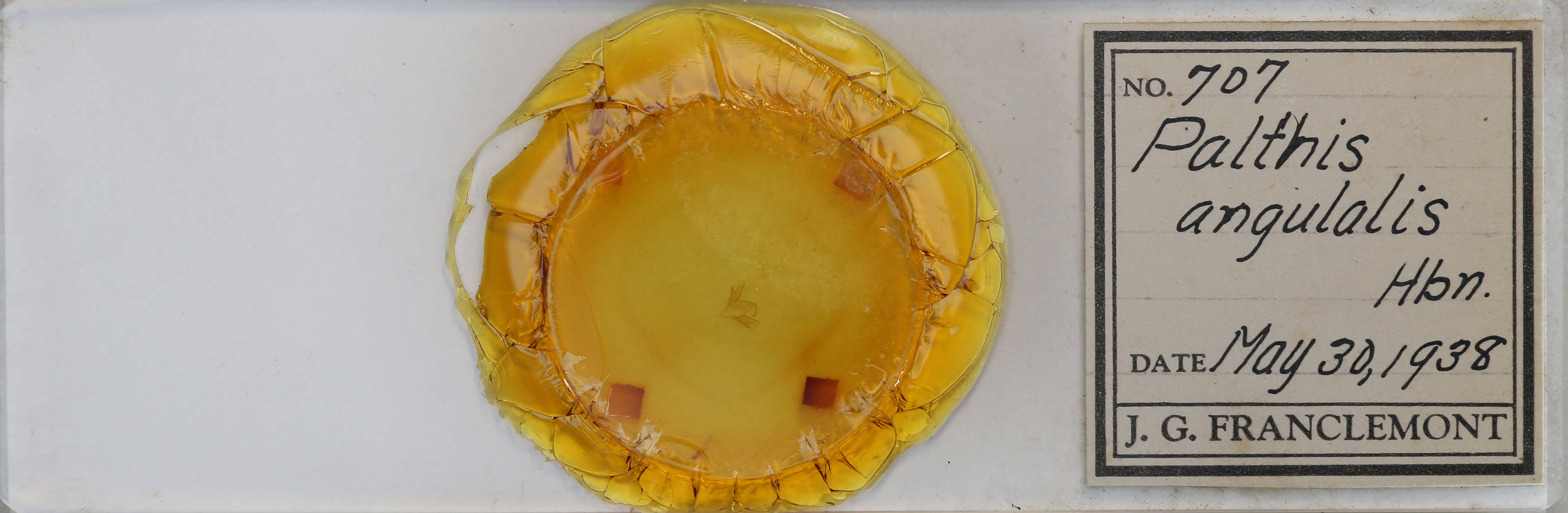 slide view of adult Palthis angulalis