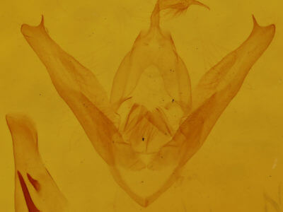 genitalia view of adult Pangrapta decoralis