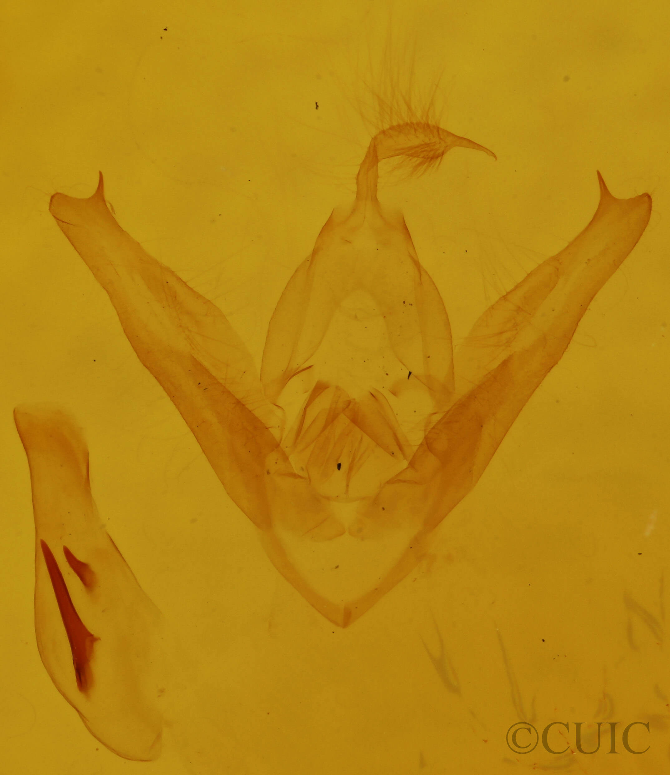 genitalia view of adult Pangrapta decoralis