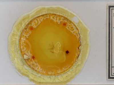 slide view of adult Pangrapta decoralis