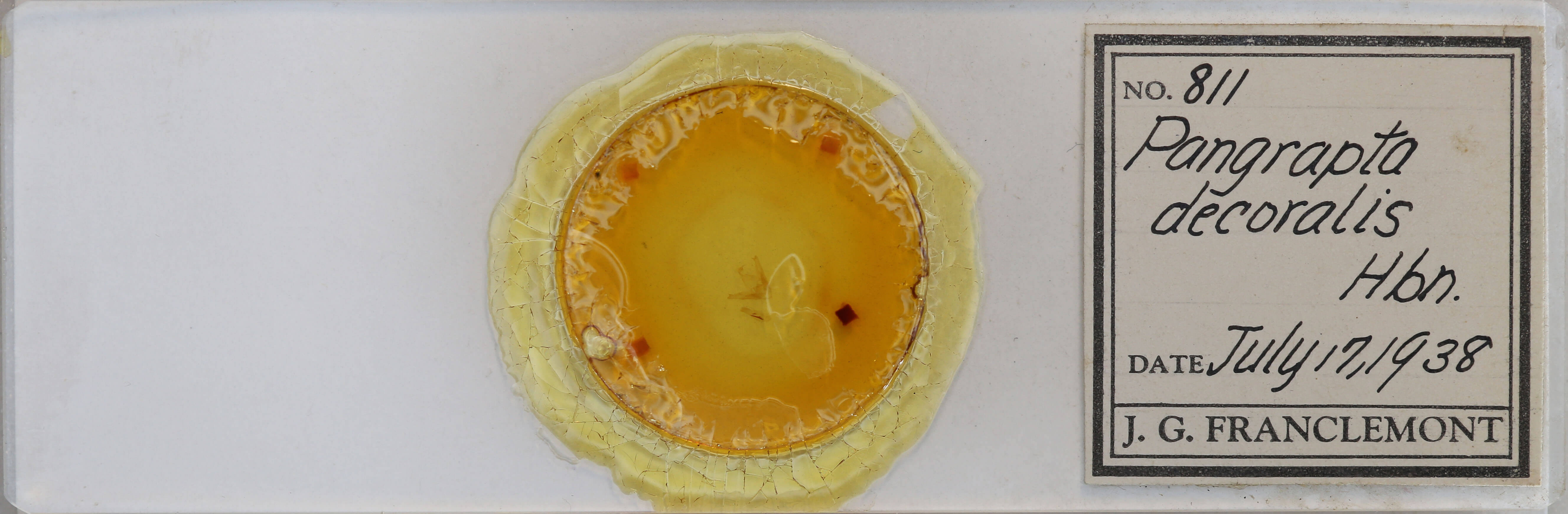 slide view of adult Pangrapta decoralis