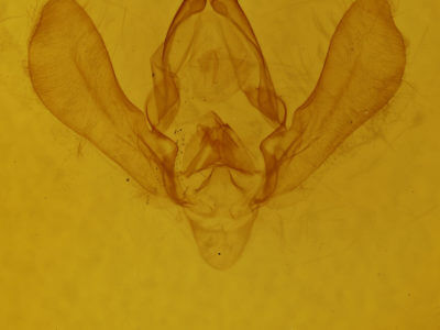 genitalia view of adult Panopoda carneicosta