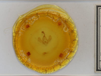 slide view of adult Panopoda carneicosta