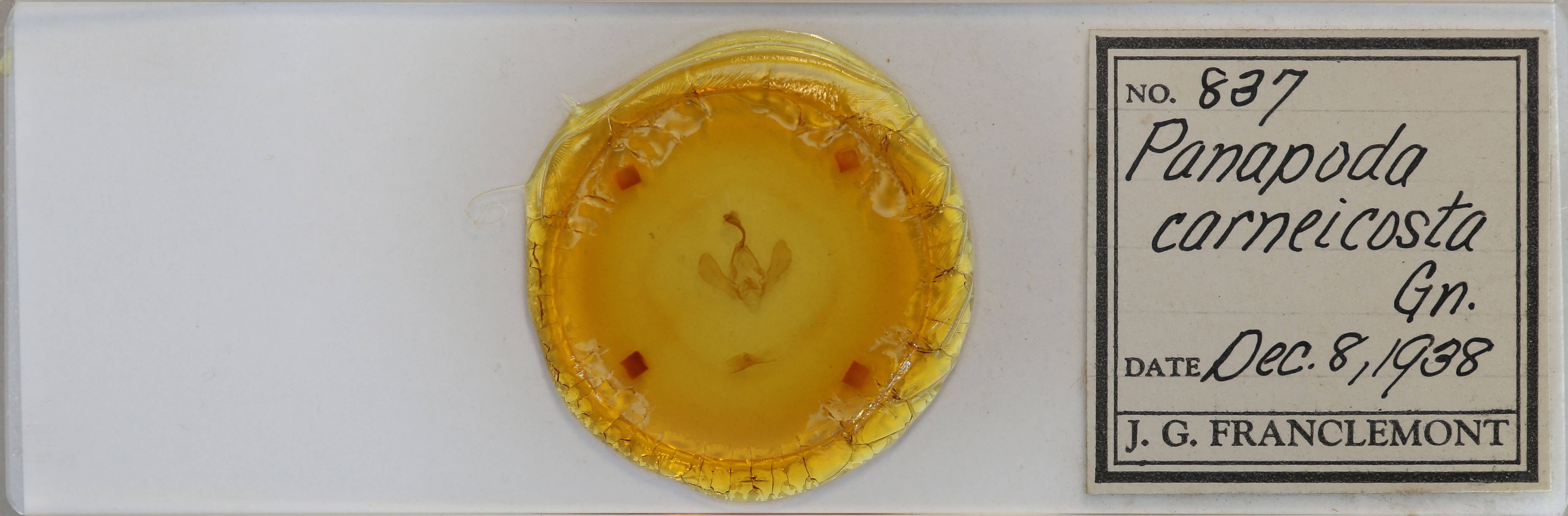 slide view of adult Panopoda carneicosta