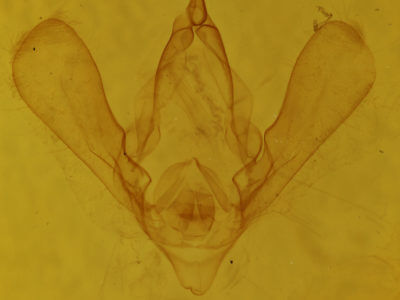 genitalia view of adult Panopoda rufimargo