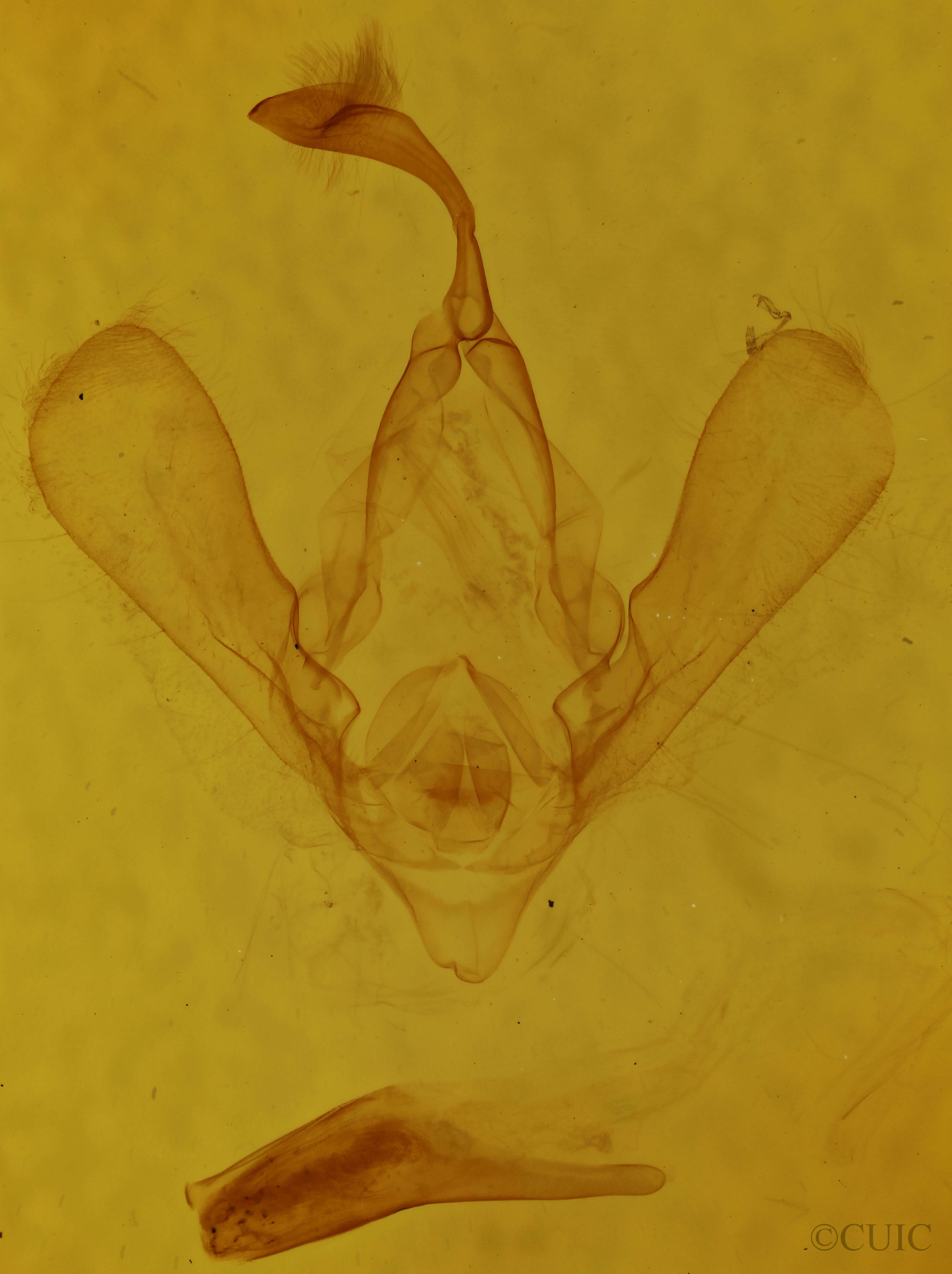 genitalia view of adult Panopoda rufimargo