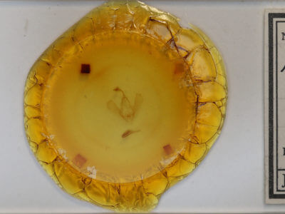 slide view of adult Panopoda rufimargo