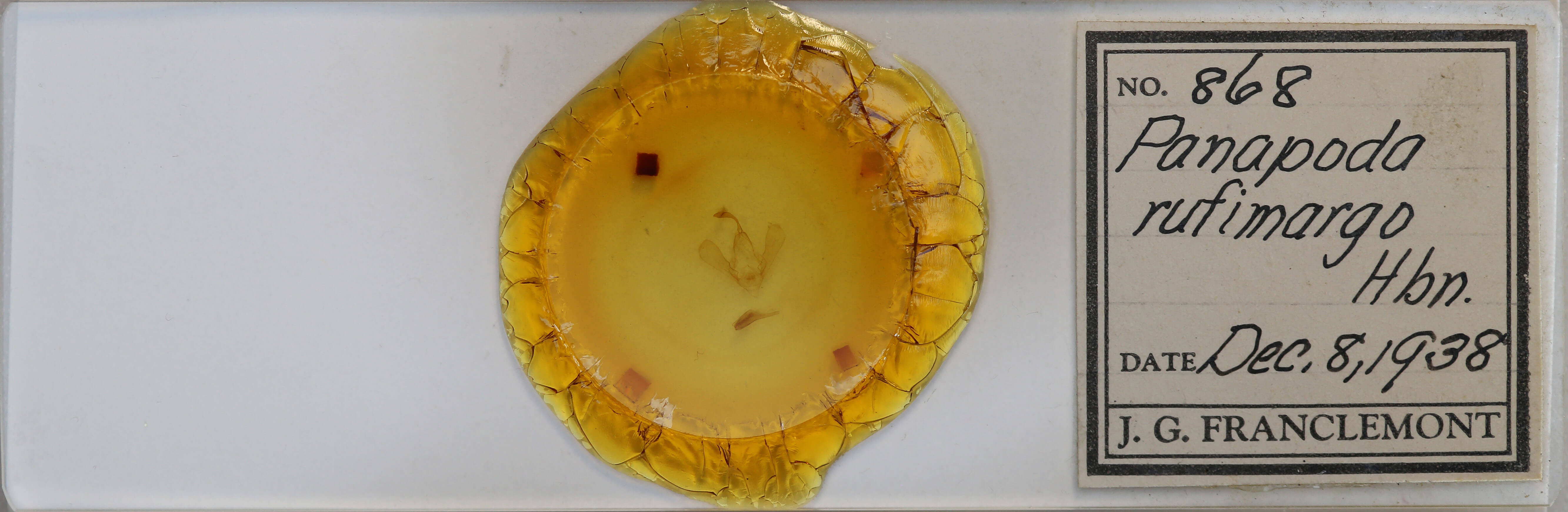 slide view of adult Panopoda rufimargo