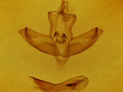 genitalia view of adult Panthea furcilla furcilla