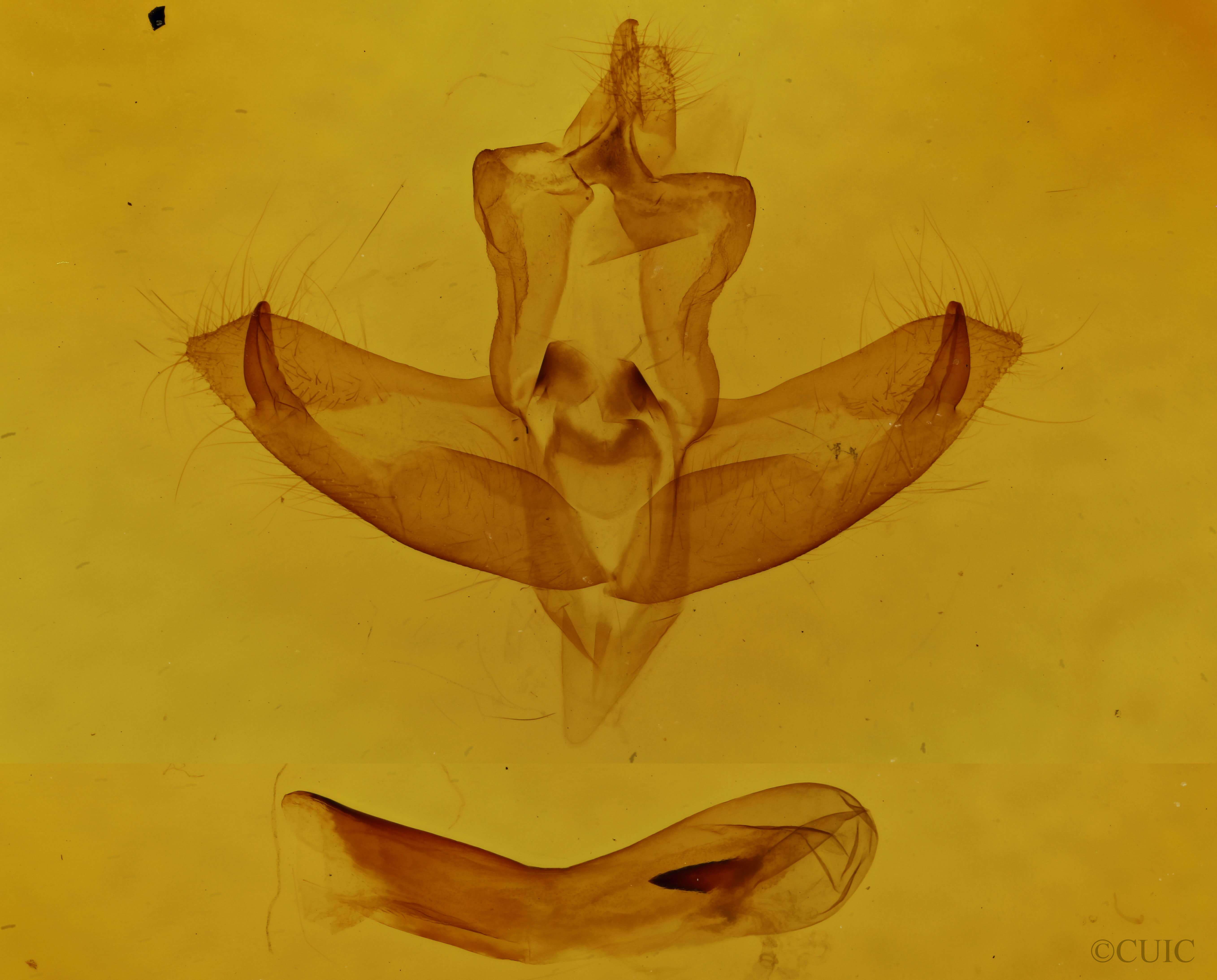 genitalia view of adult Panthea furcilla furcilla