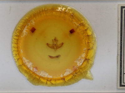 slide view of adult Panthea furcilla furcilla