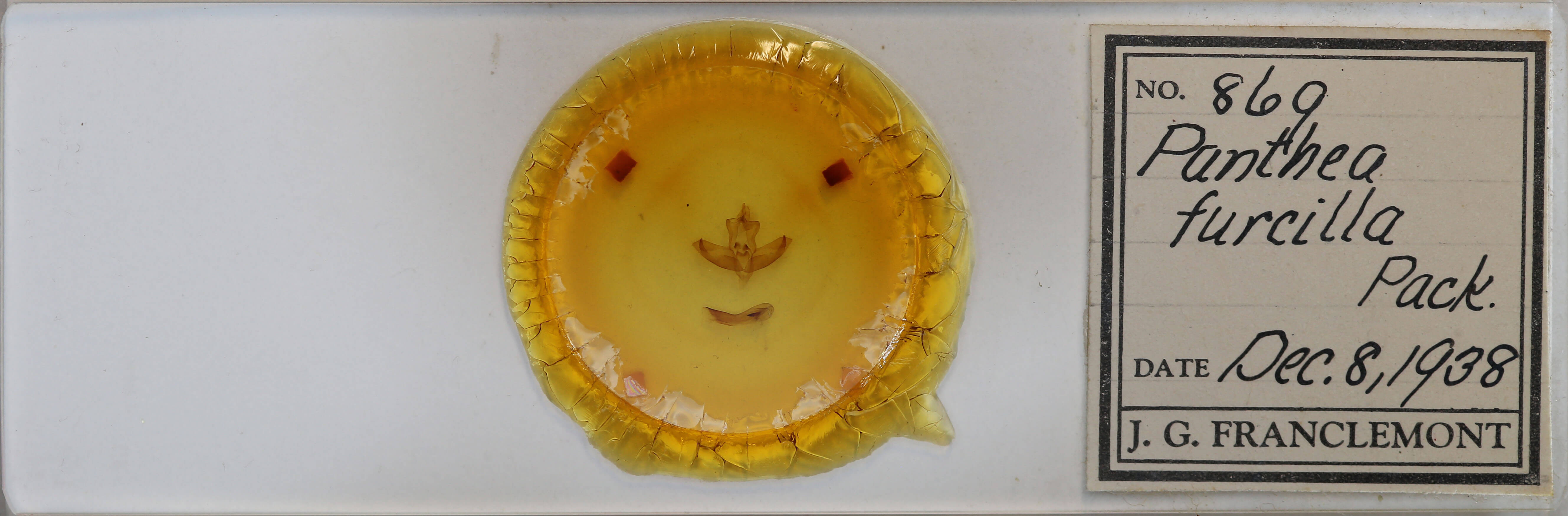 slide view of adult Panthea furcilla furcilla