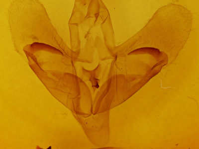 genitalia view of adult Paonias excaecata