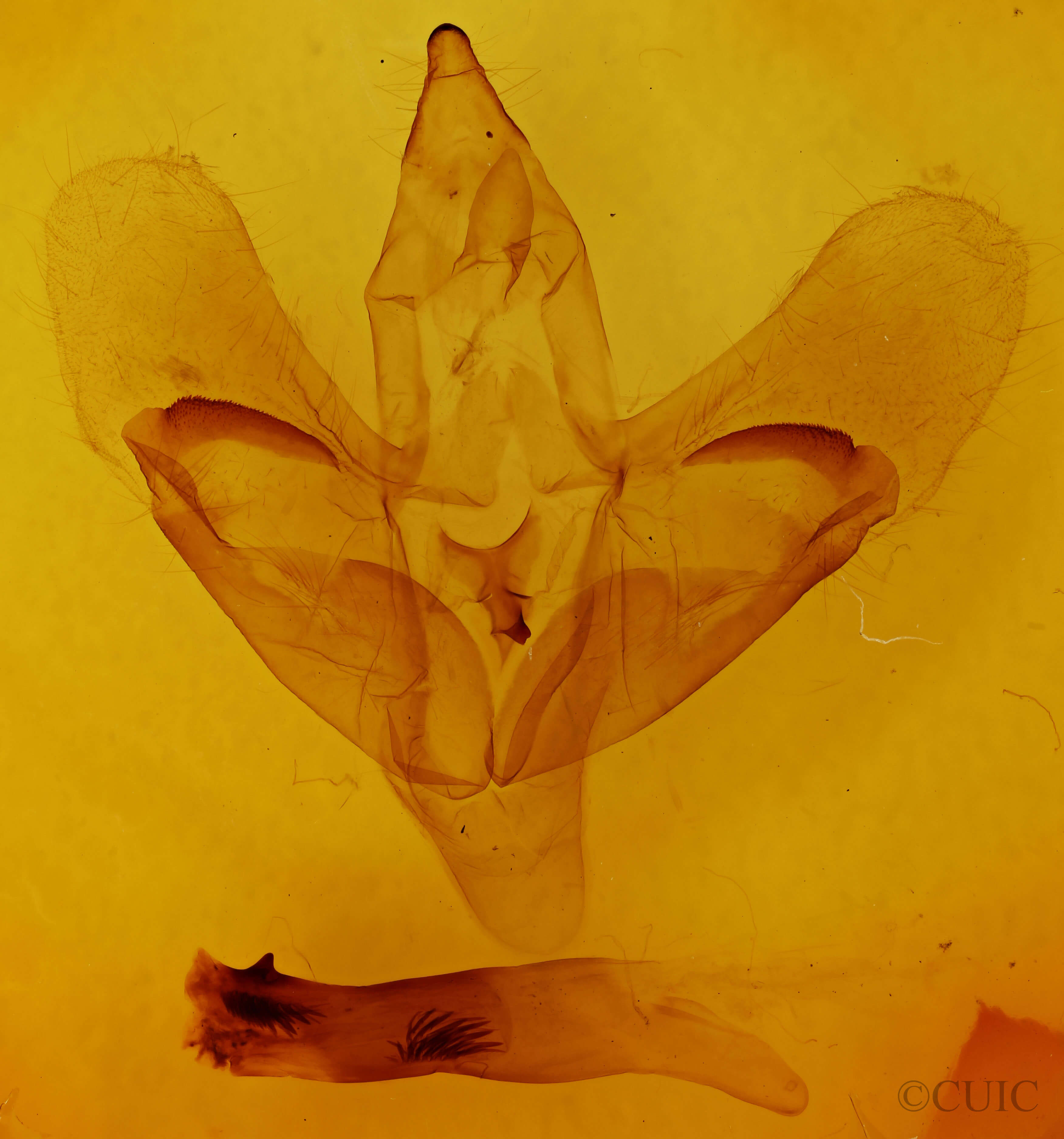 genitalia view of adult Paonias excaecata