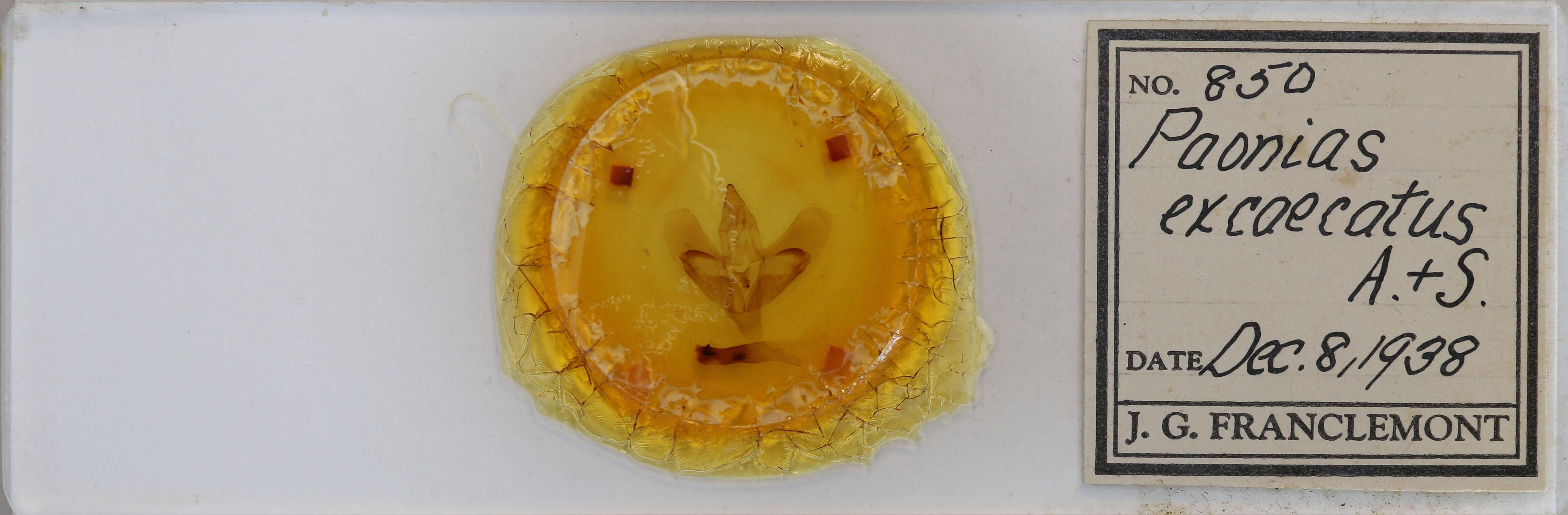 slide view of adult Paonias excaecata