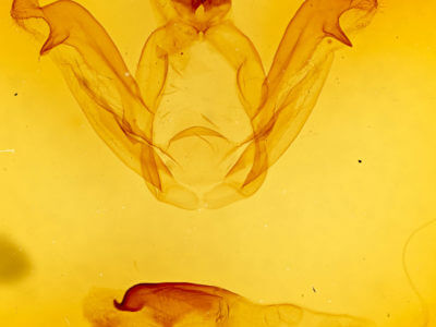 genitalia view of adult Peridea angulosa