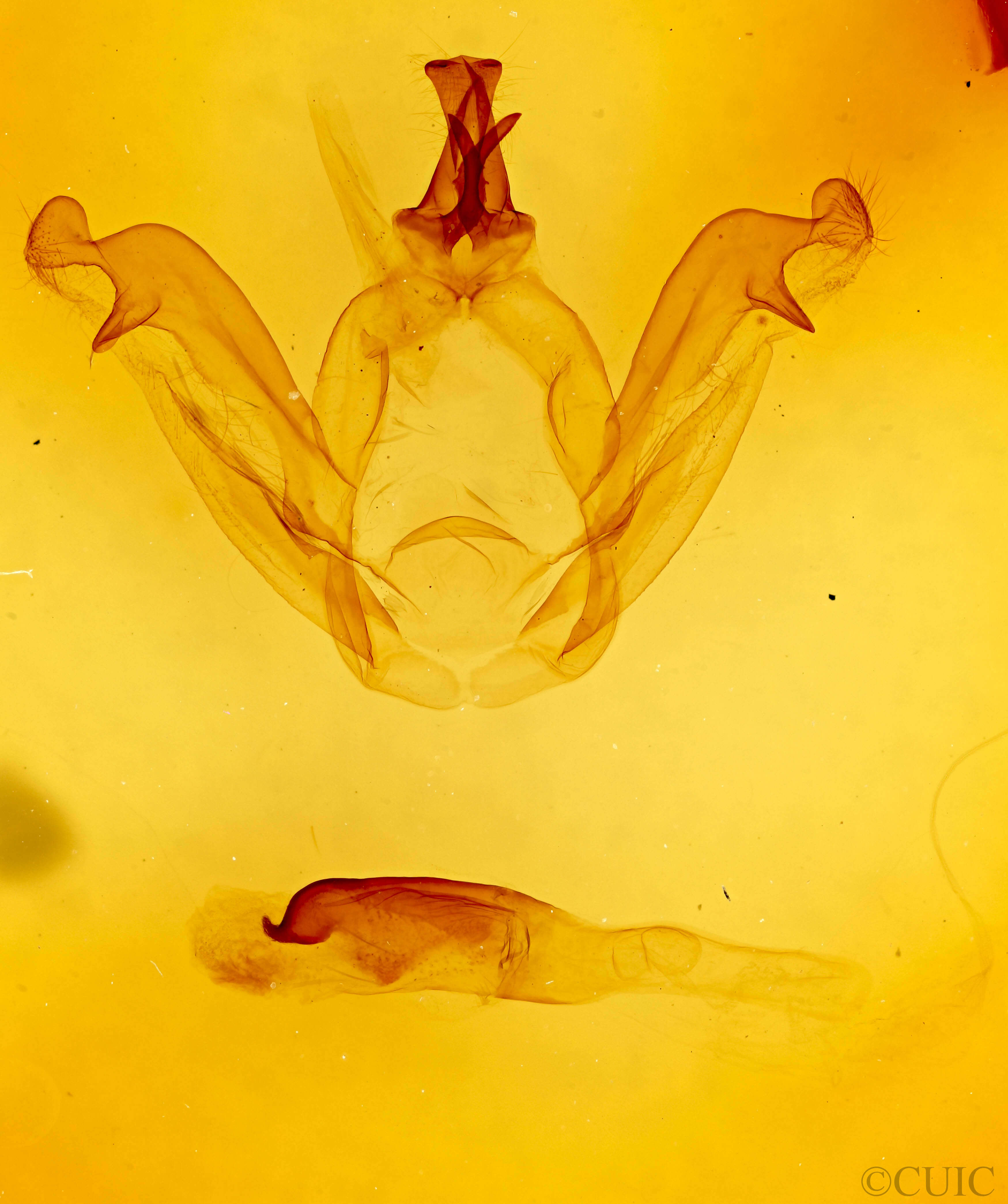 genitalia view of adult Peridea angulosa