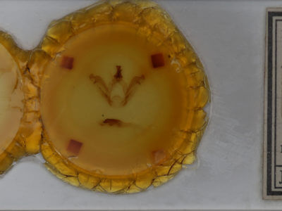 slide view of adult Peridea angulosa