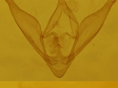 genitalia view of adult Phalaenostola larentioides