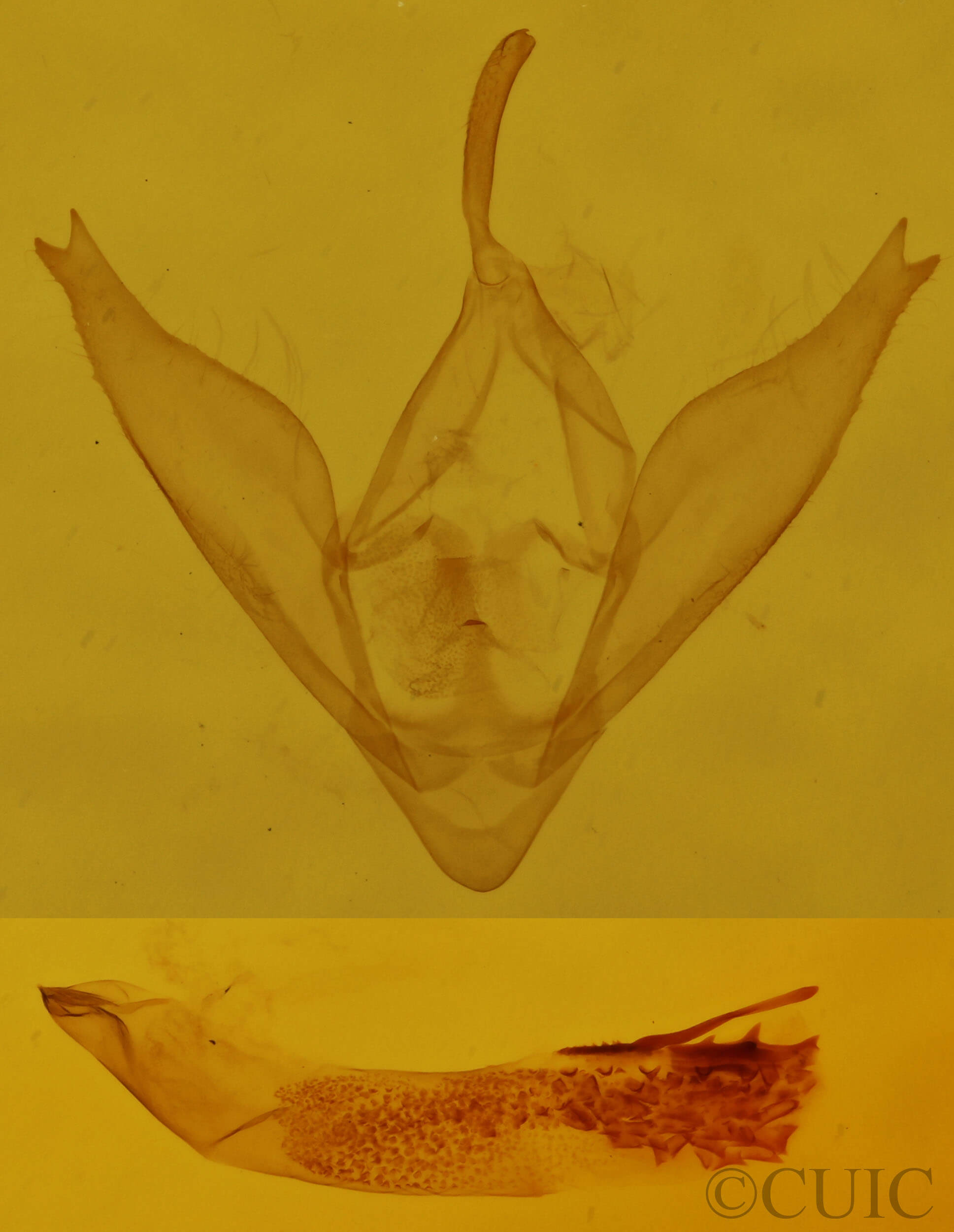 genitalia view of adult Phalaenostola larentioides