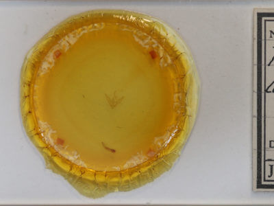 slide view of adult Phalaenostola larentioides