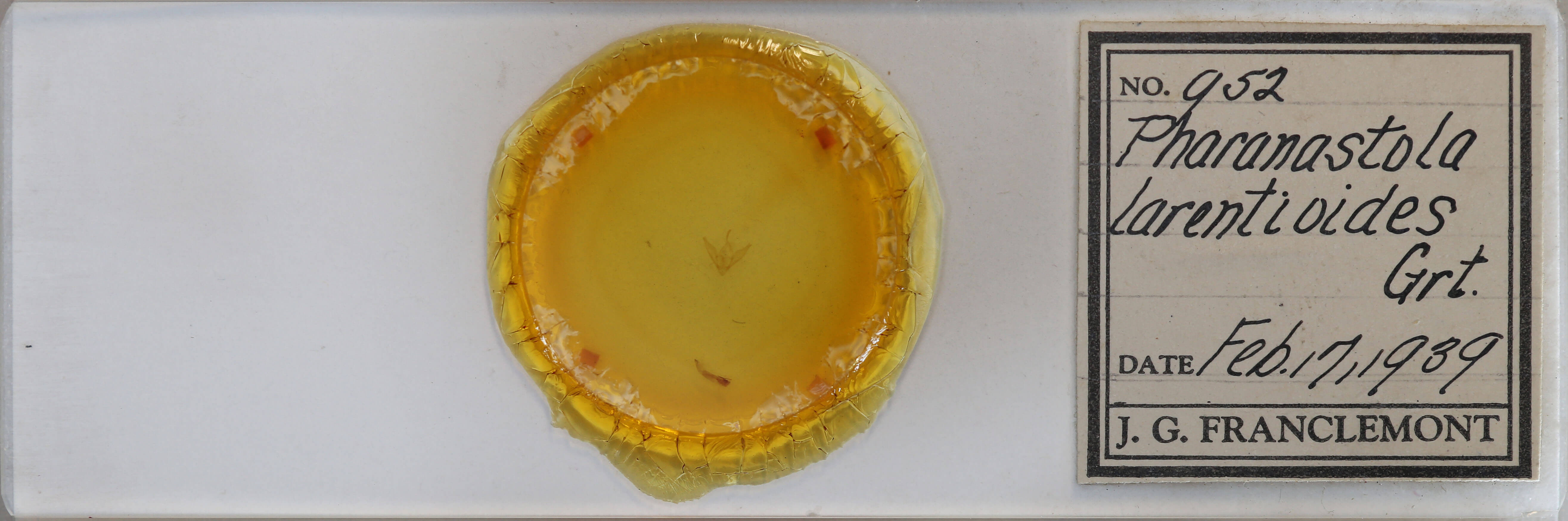 slide view of adult Phalaenostola larentioides