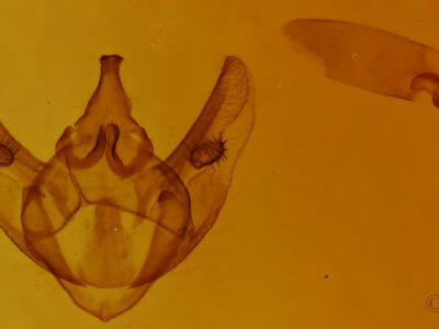 genitalia view of adult Phigalia titea