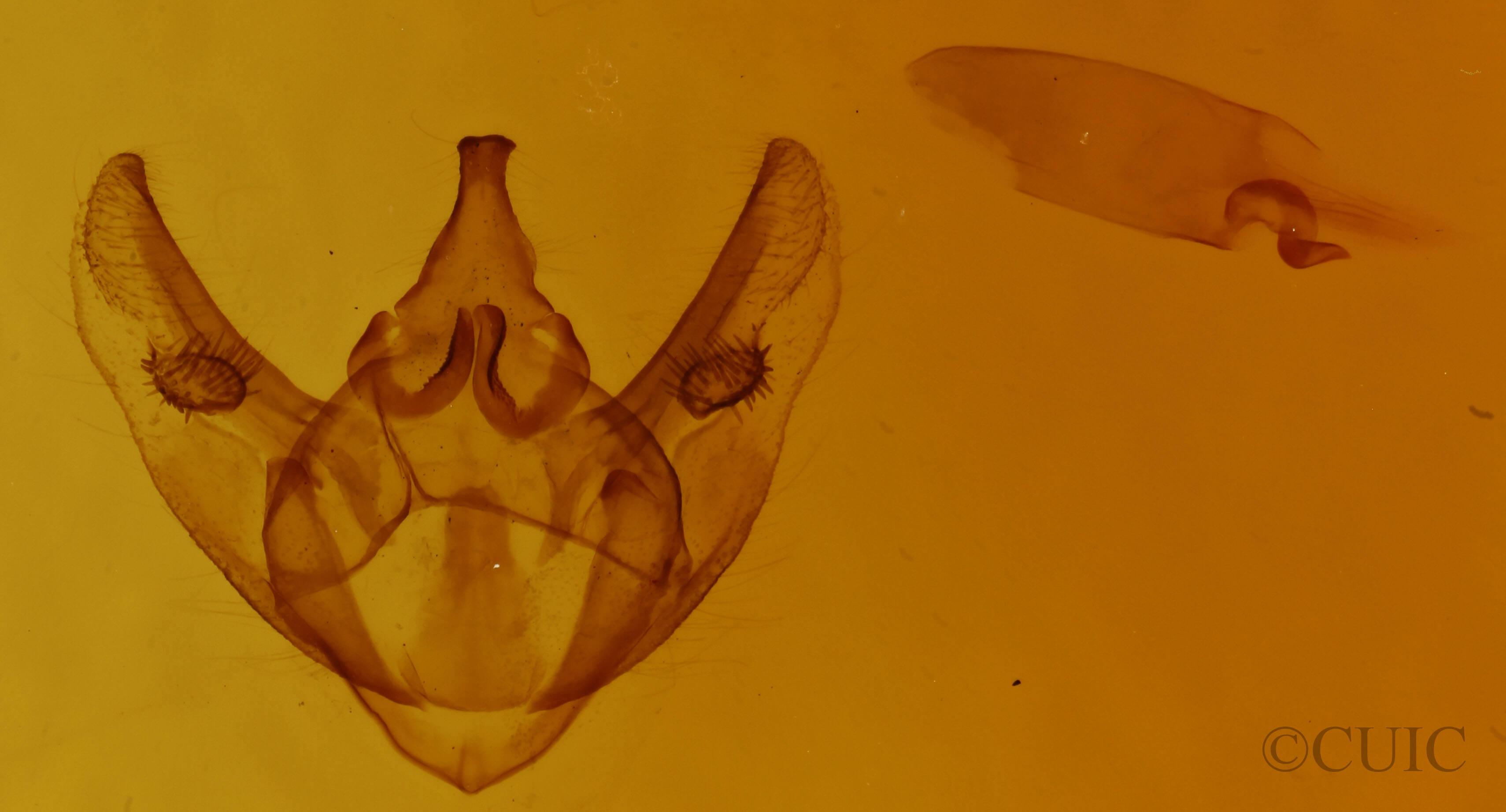 genitalia view of adult Phigalia titea