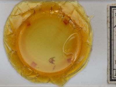 slide view of adult Phigalia titea