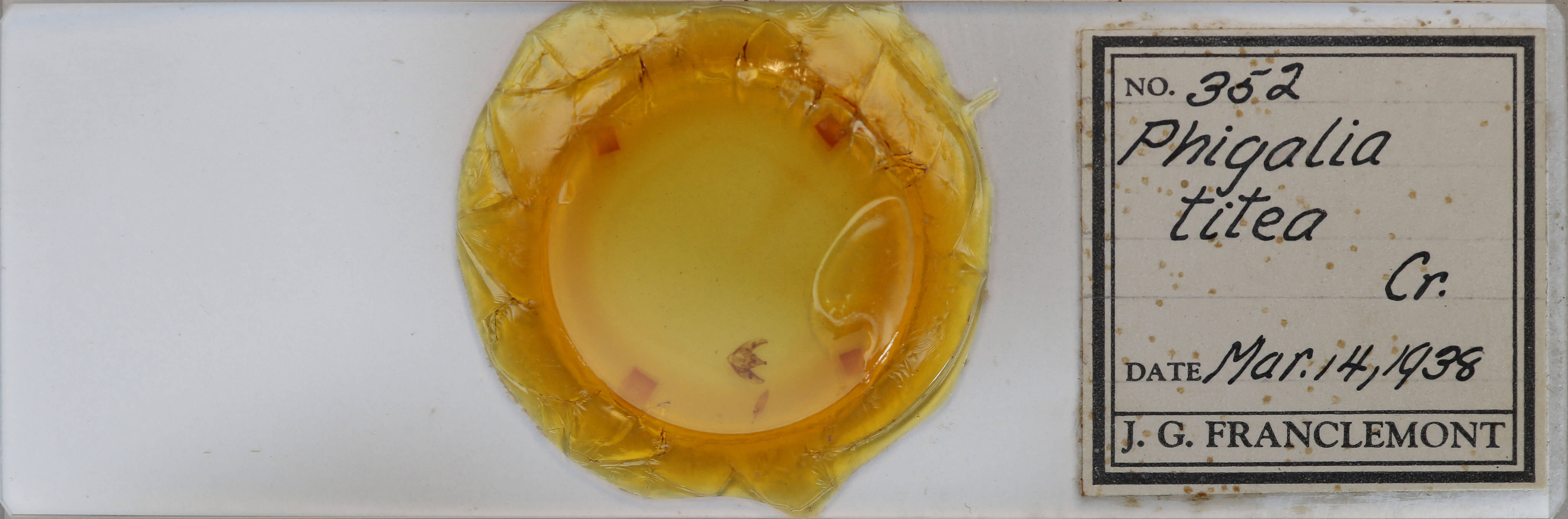 slide view of adult Phigalia titea