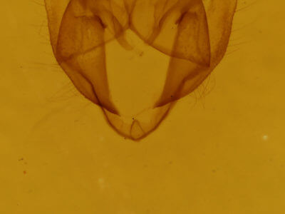 genitalia view of adult Phigalia titea