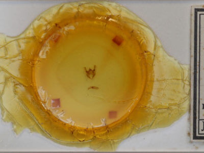 slide view of adult Phigalia titea