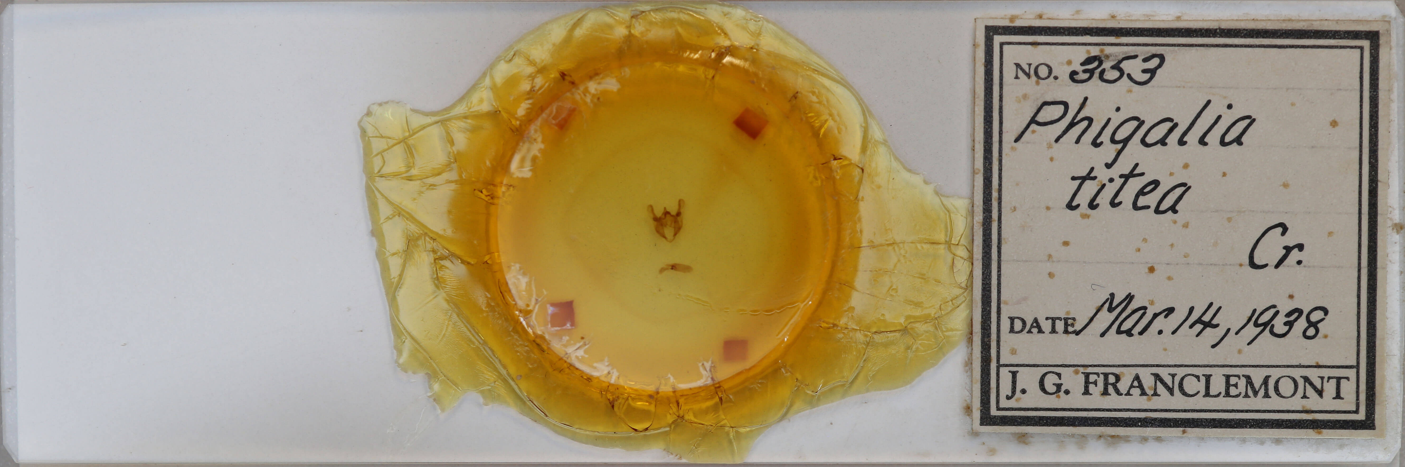 slide view of adult Phigalia titea