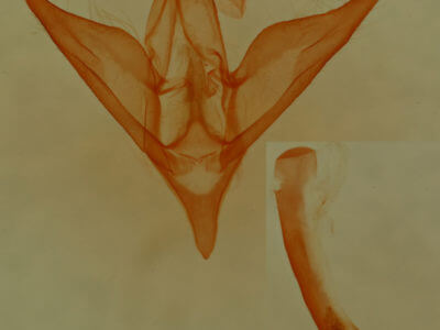 genitalia view of adult Phalaenostola eumelusalis