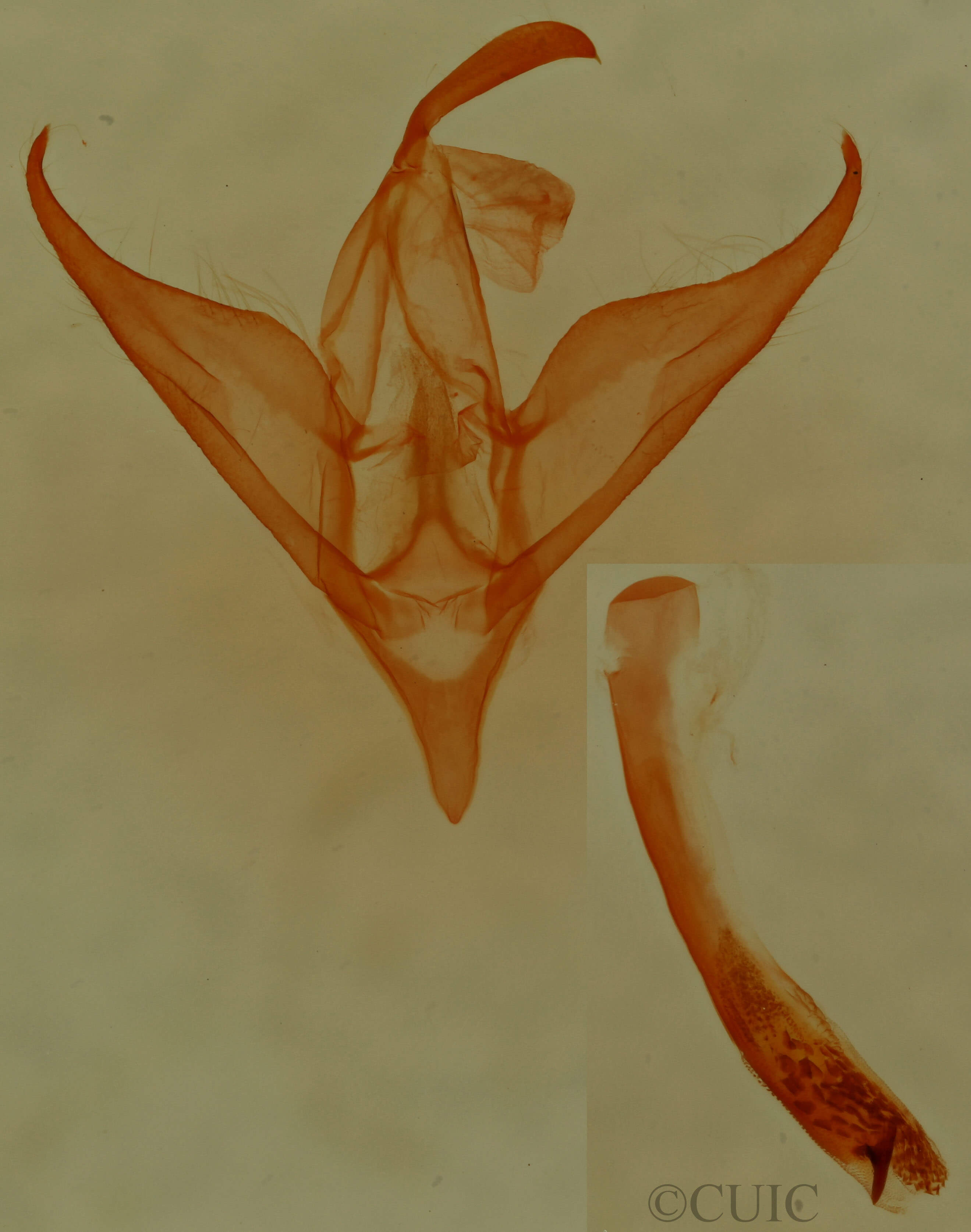 genitalia view of adult Phalaenostola eumelusalis