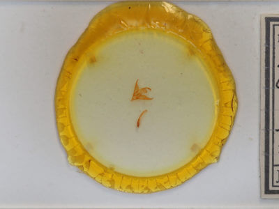 slide view of adult Phalaenostola eumelusalis