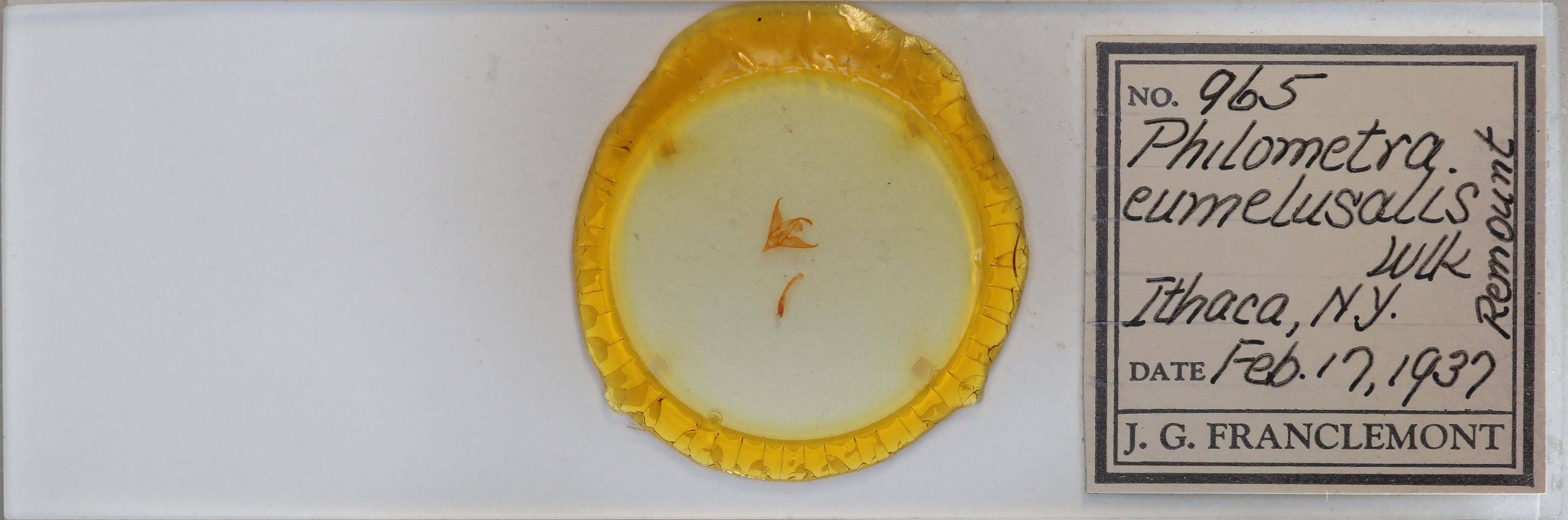 slide view of adult Phalaenostola eumelusalis