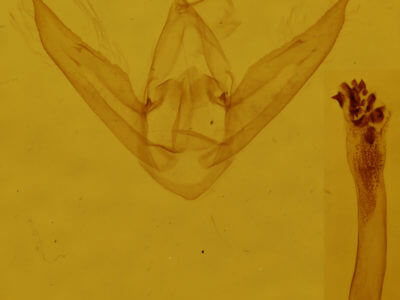 genitalia view of adult Phalaenostola metonalis