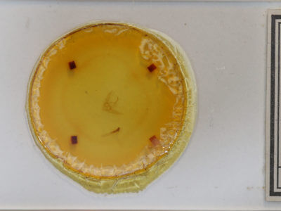 slide view of adult Phalaenostola metonalis